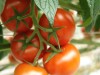 Click to enlarge Expl San Perone :tomate grappe sur plant