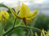 Click to enlarge Expl San Perone fleur de tomate