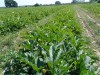 Click to enlarge Expl Balini : champs de courgettes