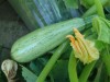 Click to enlarge Exp Balini : courgette sur plant