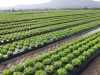 Click to enlarge Expl Mattei C A : champs de salades