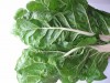 Click to enlarge Blette -nom scientifi. Beta Vulgaris