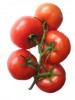 Click to enlarge Tomate grappe -nom scientii Lycopersicum