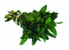 Click to enlarge Basilic - NOM SCIENTIFI Basilicum