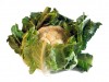 Click to enlarge Chou frleur - nom latin Brassica