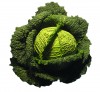 Click to enlarge Chou frisé- nom latin Brassica oleracea