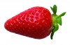 Click to enlarge Fraise- nom scientifi Fragaria vesca