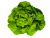 Click to enlarge Salade laitue- nom latin Lactuca sativa