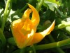 Exp Balini : fleur de courgette