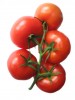 Tomate grappe -nom scientii Lycopersicum